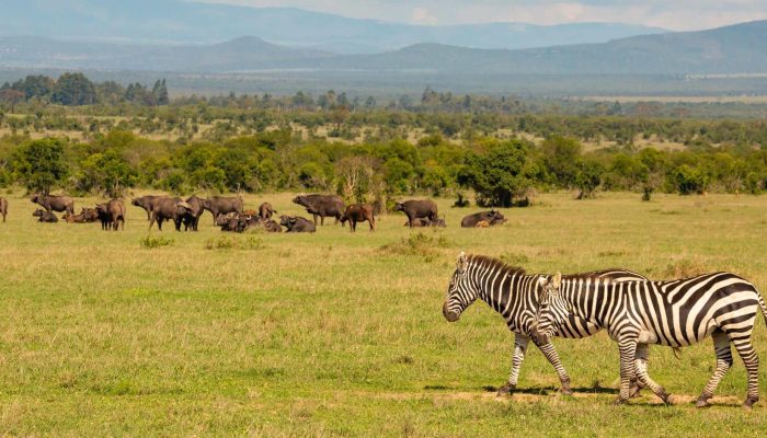 2560x1440-Ol-Pejeta-conservancy_-Kenya-shutterstock_1468759832